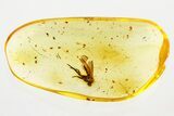 Detailed Fossil Mite Infestation with Partial Fly In Baltic Amber #367534-1